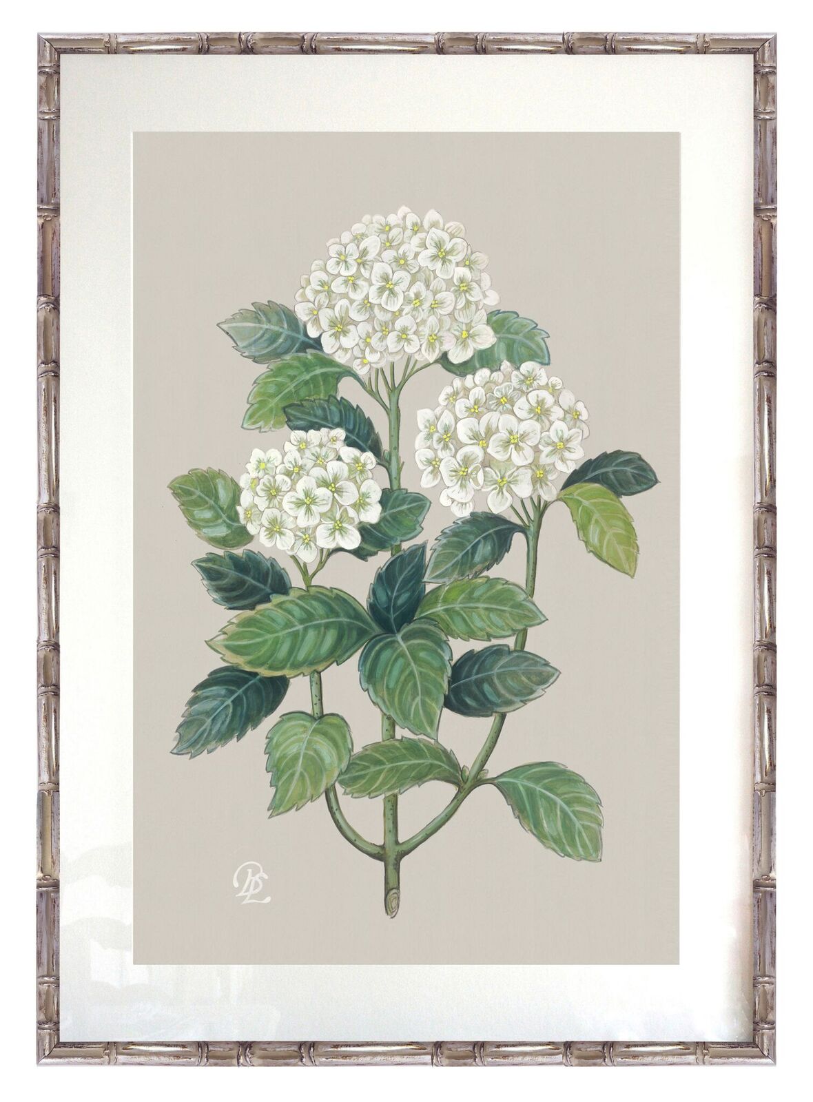 Hydrangea+Silver+frame+2.5cm.